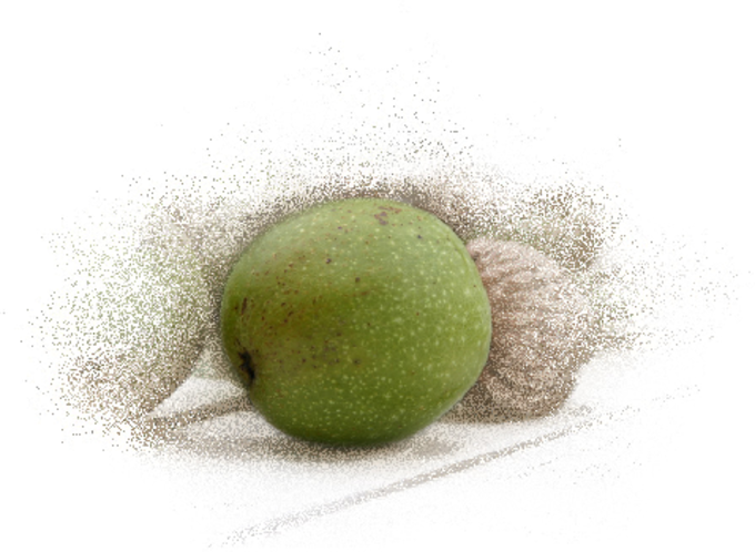 Grüne Walnuss als Illustration